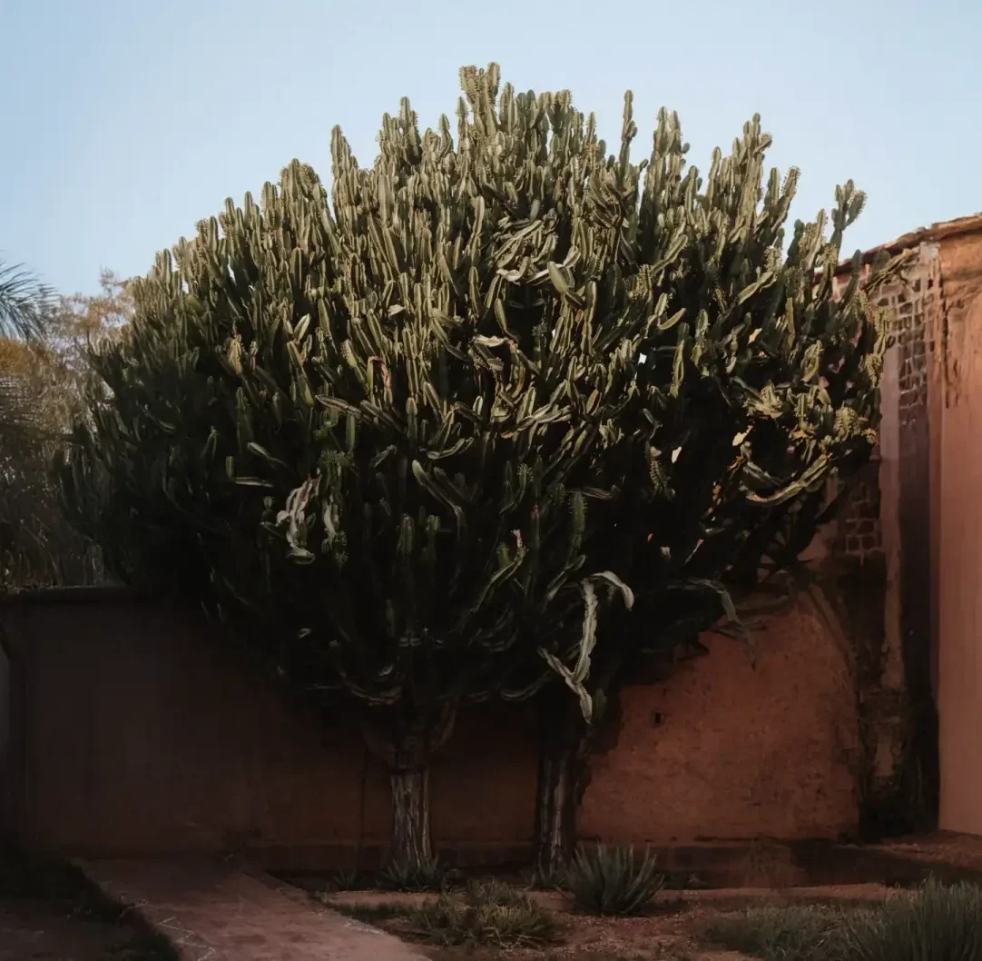 Cactus garden at a Morocco wedding venue