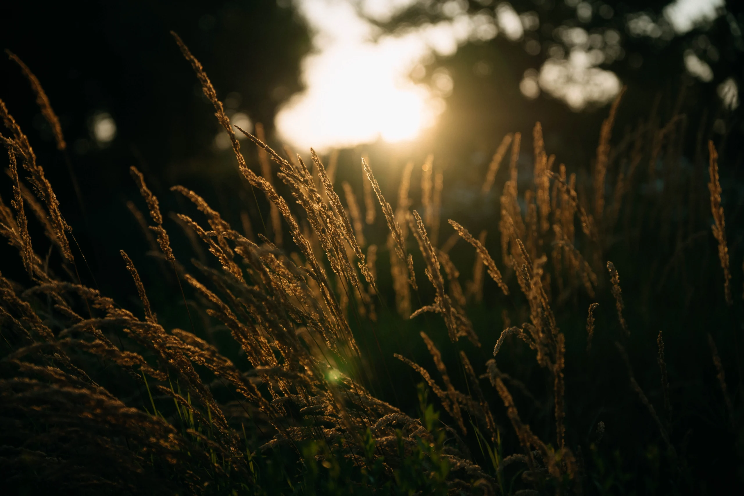 Sunset light hitting wild grass in Tuscany – warm, cinematic wedding backdrop
