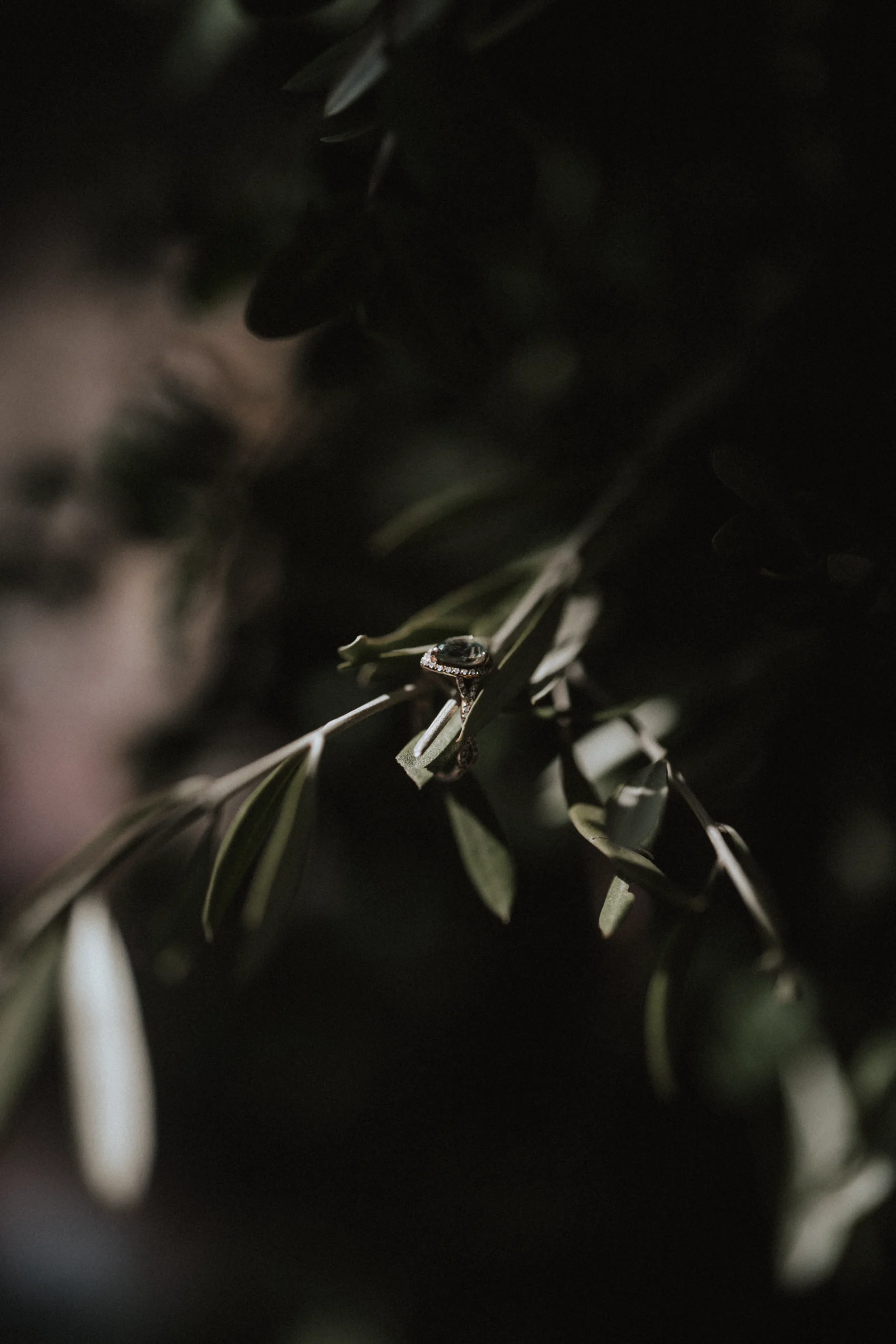 Olivenzweig im Schatten, fotografiert mit weichem Fokus