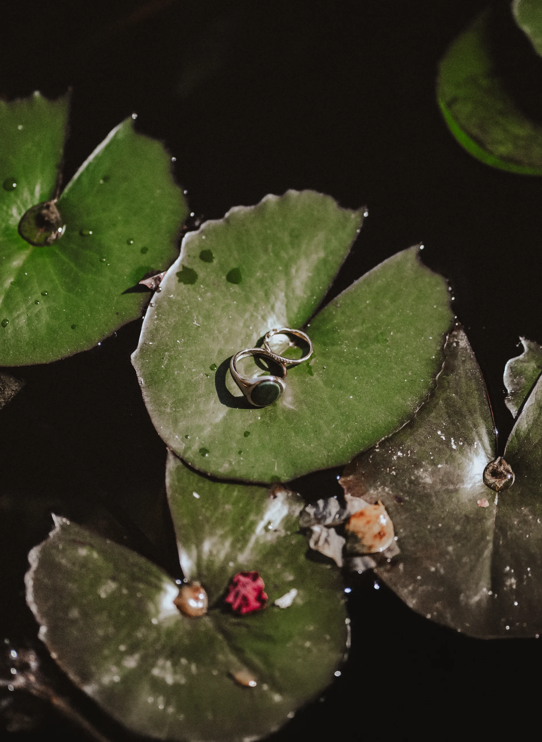 Eheringe auf einer Seerose im Wasser