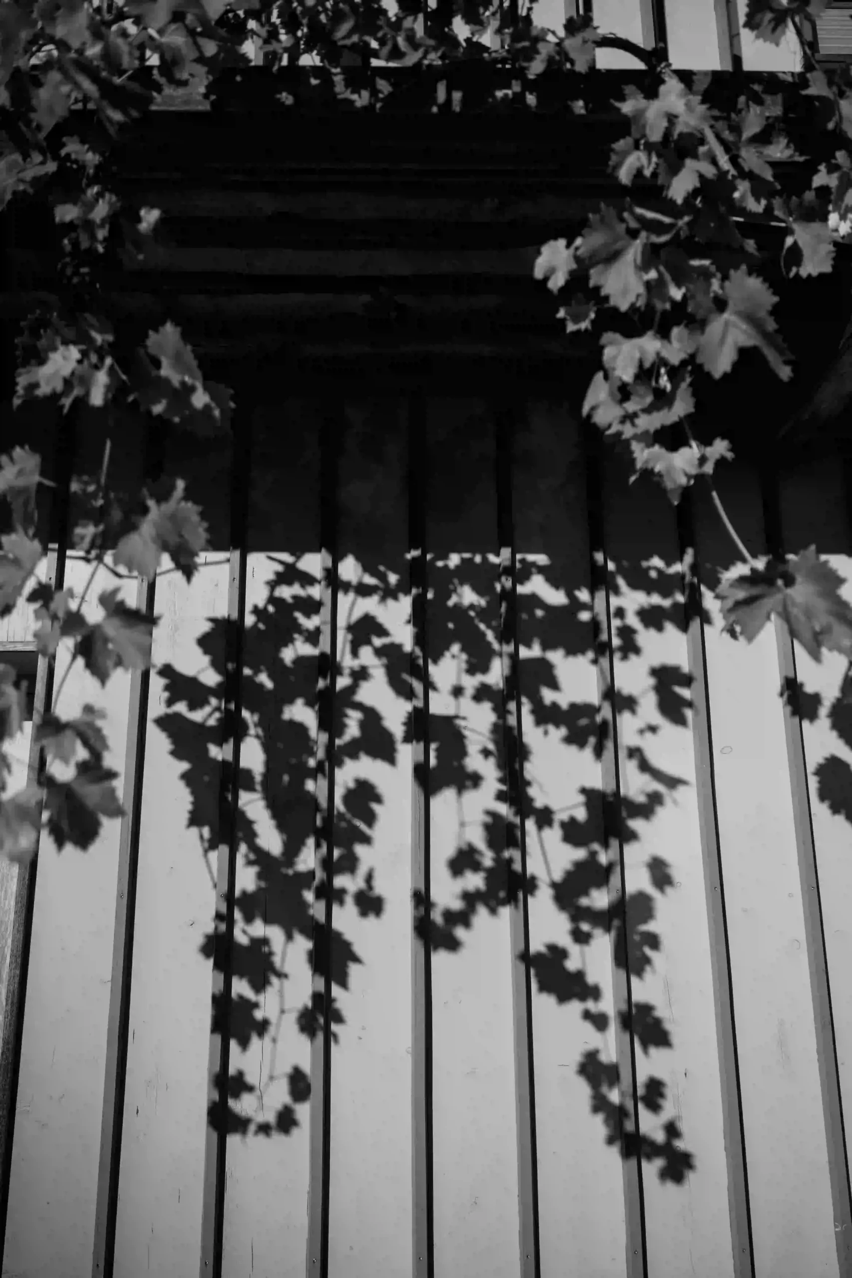 Leaf shadows on a wooden wall, black and white detail, Munich wedding at La Villa