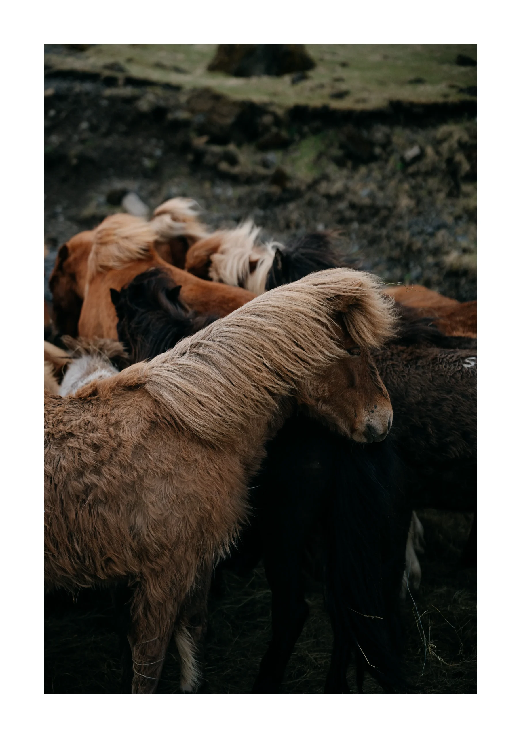 Iceland fine art print showing horses in a dark natural landscape