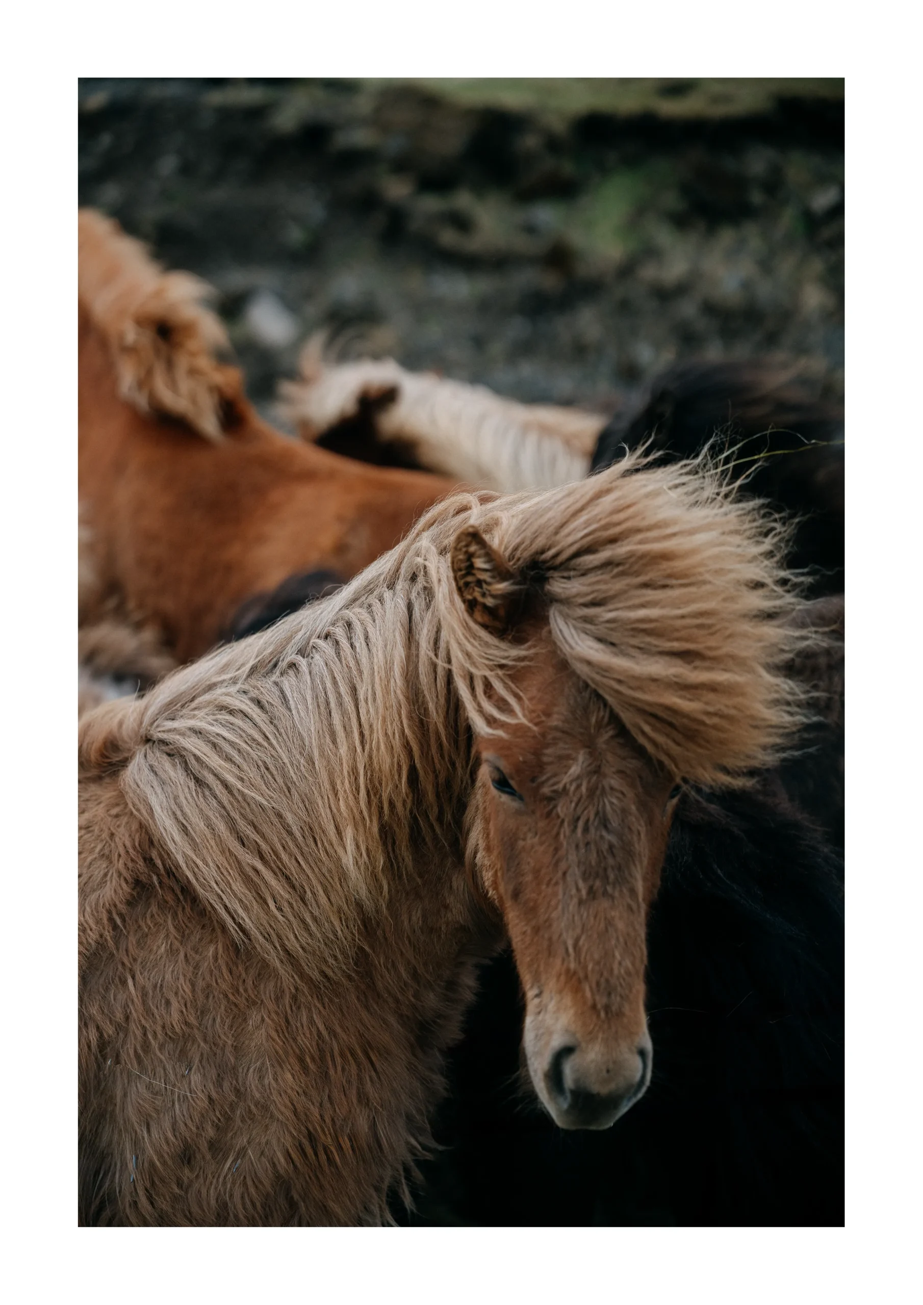 Icelandic horse with windblown
