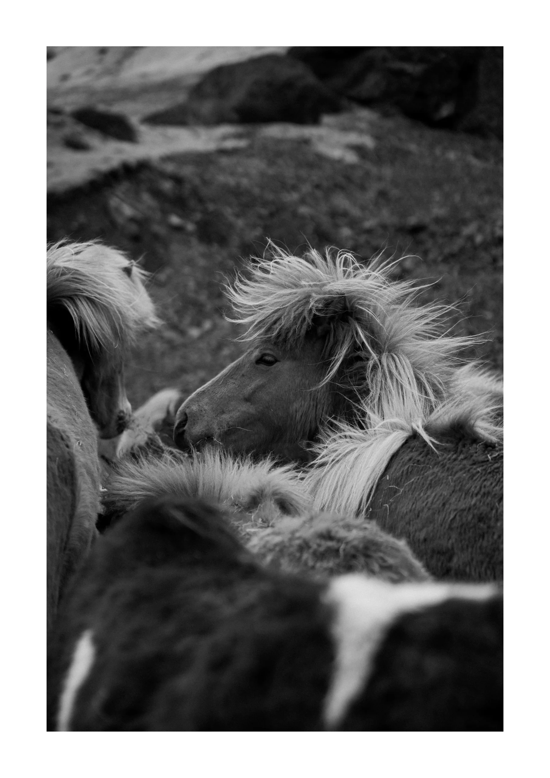 Black and white Fine Art Print of Icelandic horses standing close together