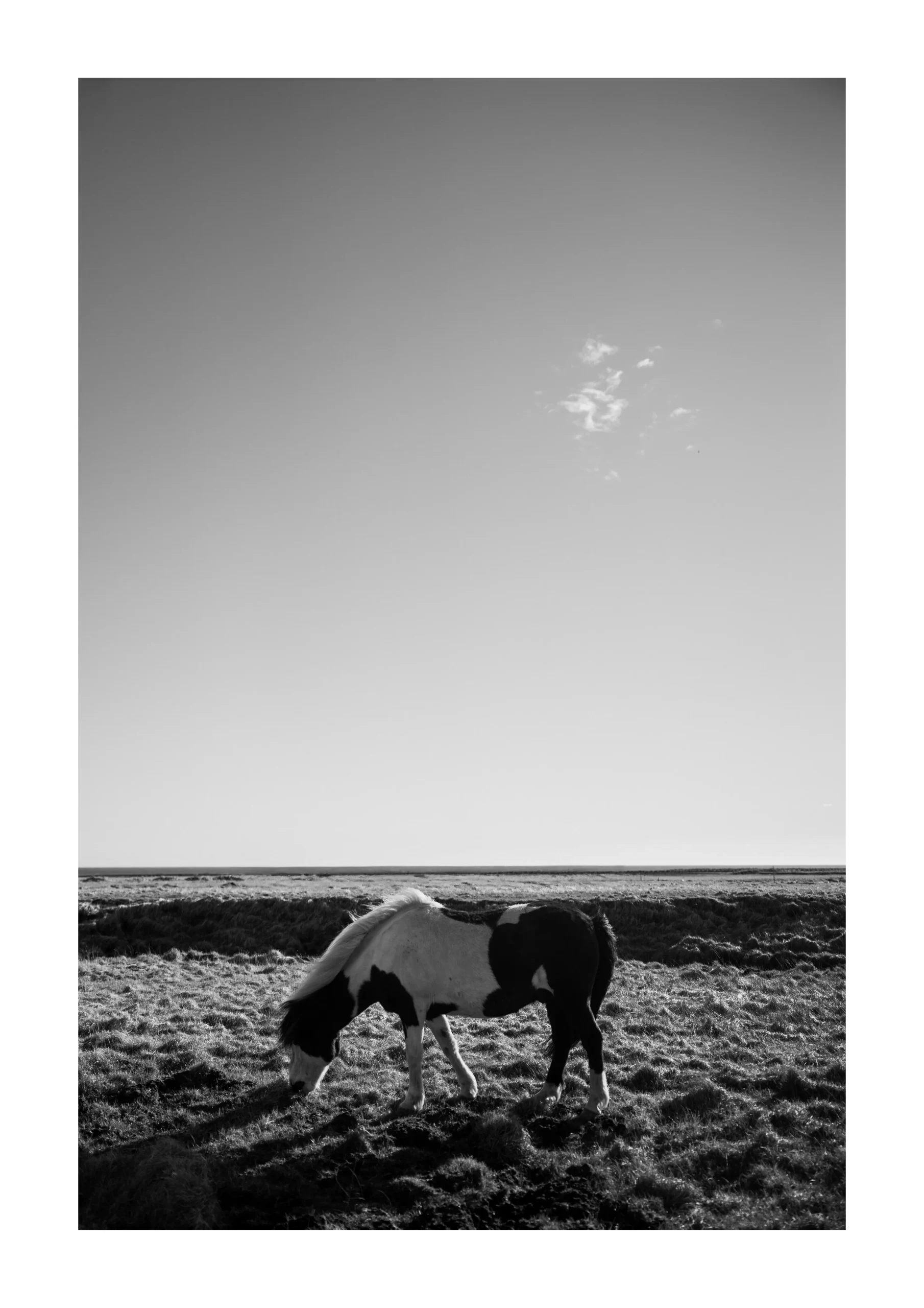 Iceland fine art print of a horse grazing in a black and white coastal landscape