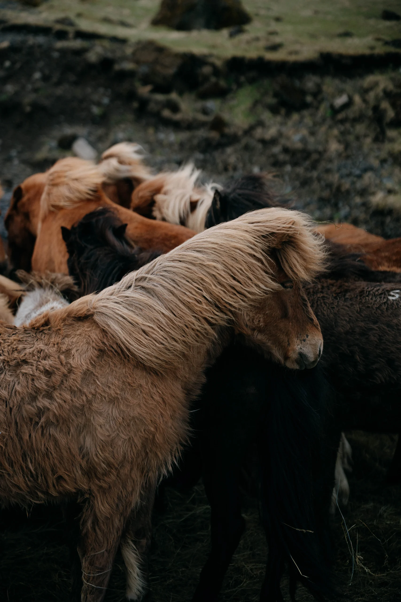 Icelandic horses with flowing manes nuzzling together in the herd