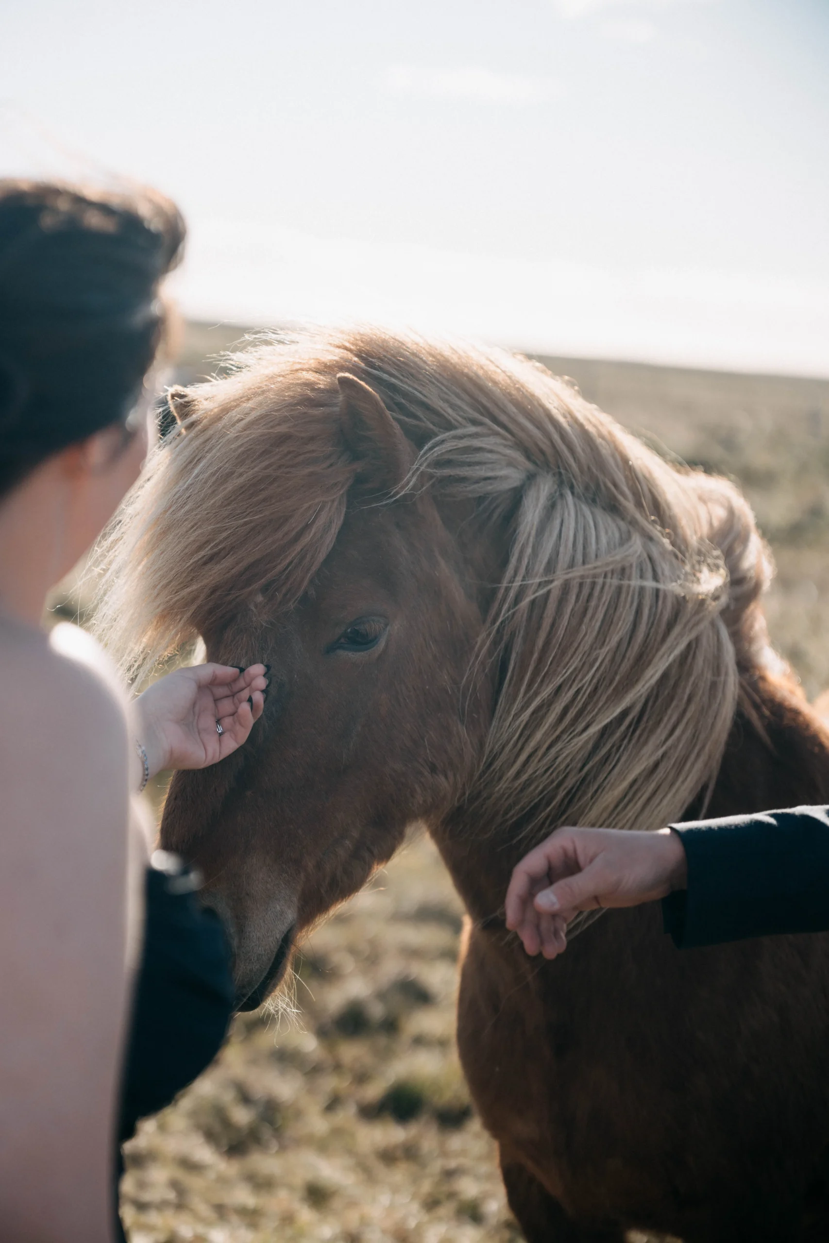 Icelandic horse being hand-fed in warm afternoon light